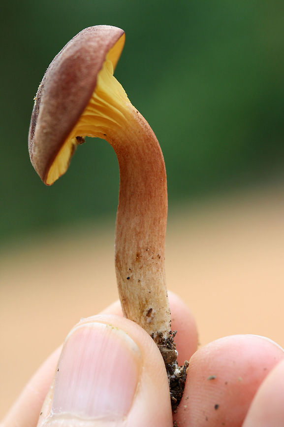 Gilled Bolete - Phylloporus leucomycelinus in leaf litter (attached partially to a thin twig).<br />
<br />
Pileus: Velvety, dry, reddish brown<br />
<br />
Fertile surface: Wavy, bright yellow gills. Decurrent<br />
<br />
Stipe: Yellow towards apex, transitioning to a rose color, then to blush. Basal mycelia white.<br />
<br />
Does not bruise in any location.<br />
<figure class="photo"><a href="https://www.jungledragon.com/image/60683/gilled_bolete_-_phylloporus_leucomycelinus.html" title="Gilled Bolete - Phylloporus leucomycelinus"><img src="https://s3.amazonaws.com/media.jungledragon.com/images/3231/60683_thumb.JPG?AWSAccessKeyId=05GMT0V3GWVNE7GGM1R2&Expires=1769040010&Signature=hb8u6o%2FRRxg3YK%2BpKTRULWxb2qY%3D" width="102" height="152" alt="Gilled Bolete - Phylloporus leucomycelinus Habitat: At the base of a ridge in a dense mixed hardwood/coniferous forest. Growing in leaf litter (attached partially to a thin twig).<br />
<br />
Pileus: Velvety, dry, reddish brown<br />
<br />
Fertile surface: Wavy, bright yellow gills. Decurrent<br />
<br />
Stipe: Yellow towards apex, transitioning to a rose color, then to blush. Basal mycelia white.<br />
<br />
Does not bruise in any location.<br />
https://www.jungledragon.com/image/60684/phylloporus_leucomycelinus.html<br />
https://www.jungledragon.com/image/60685/img_1431.html Geotagged,Phylloporus leucomycelinus,Spring,United States" /></a></figure><br />
<figure class="photo"><a href="https://www.jungledragon.com/image/60684/gilled_bolete_-_phylloporus_leucomycelinus.html" title="Gilled Bolete - Phylloporus leucomycelinus"><img src="https://s3.amazonaws.com/media.jungledragon.com/images/3231/60684_thumb.jpg?AWSAccessKeyId=05GMT0V3GWVNE7GGM1R2&Expires=1769040010&Signature=381CcZm8LY202H%2FVbmFyVlxcMf4%3D" width="200" height="134" alt="Gilled Bolete - Phylloporus leucomycelinus Habitat: At the base of a ridge in a dense mixed hardwood/coniferous forest. Growing in leaf litter (attached partially to a thin twig).<br />
<br />
Pileus: Velvety, dry, reddish brown<br />
<br />
Fertile surface: Wavy, bright yellow gills. Decurrent<br />
<br />
Stipe: Yellow towards apex, transitioning to a rose color, then to blush. Basal mycelia white.<br />
<br />
Does not bruise in any location.<br />
https://www.jungledragon.com/image/60683/phylloporus_leucomycelinus.html<br />
https://www.jungledragon.com/image/60685/img_1431.html Geotagged,Phylloporus leucomycelinus,Spring,United States" /></a></figure> Geotagged,Phylloporus leucomycelinus,Spring,United States