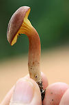 Gilled Bolete - Phylloporus leucomycelinus in leaf litter (attached partially to a thin twig).<br />
<br />
Pileus: Velvety, dry, reddish brown<br />
<br />
Fertile surface: Wavy, bright yellow gills. Decurrent<br />
<br />
Stipe: Yellow towards apex, transitioning to a rose color, then to blush. Basal mycelia white.<br />
<br />
Does not bruise in any location.<br />
https://www.jungledragon.com/image/60683/phylloporus_leucomycelinus.html<br />
https://www.jungledragon.com/image/60684/phylloporus_leucomycelinus.html Geotagged,Phylloporus leucomycelinus,Spring,United States