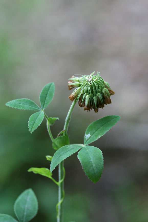 Buffalo Clover (Trifolium reflexum)- NATIVE. Growing in patches on sunny hillsides at the edge of a dense mixed hardwood/coniferous forest in NW Georgia (Gordon County), US. May 10-May 27, 2018.<br />
<br />
Trifolium reflexum is a rare native clover which is globally (G3G4) and locally (S3) vulnerable. Its numbers have plummeted in the past 200 years, possibly due to fire suppression.<br />
<br />
<figure class="photo"><a href="https://www.jungledragon.com/image/60693/buffalo_clover_trifolium_reflexum.html" title="Buffalo Clover (Trifolium reflexum)"><img src="https://s3.amazonaws.com/media.jungledragon.com/images/3231/60693_thumb.JPG?AWSAccessKeyId=05GMT0V3GWVNE7GGM1R2&Expires=1763596810&Signature=%2BOZiCv4uwTLxt2mSdZopUeRf09E%3D" width="200" height="134" alt="Buffalo Clover (Trifolium reflexum) NATIVE. Growing in patches on sunny hillsides at the edge of a dense mixed hardwood/coniferous forest in NW Georgia (Gordon County), US. May 10-May 27, 2018.<br />
<br />
Trifolium reflexum is a rare native clover which is globally (G3G4) and locally (S3) vulnerable. Its numbers have plummeted in the past 200 years, possibly due to fire suppression.<br />
<br />
https://www.jungledragon.com/image/60692/buffalo_clover_trifolium_reflexum-.html<br />
https://www.jungledragon.com/image/60695/buffalo_clover_trifolium_reflexum.html Geotagged,Spring,Trifolium reflexum,United States" /></a></figure><br />
<figure class="photo"><a href="https://www.jungledragon.com/image/60695/buffalo_clover_trifolium_reflexum.html" title="Buffalo Clover (Trifolium reflexum)"><img src="https://s3.amazonaws.com/media.jungledragon.com/images/3231/60695_thumb.JPG?AWSAccessKeyId=05GMT0V3GWVNE7GGM1R2&Expires=1763596810&Signature=tFLj3tC4GJe3JN0JHeQWkOXXtvI%3D" width="200" height="134" alt="Buffalo Clover (Trifolium reflexum) NATIVE. Growing in patches on sunny hillsides at the edge of a dense mixed hardwood/coniferous forest in NW Georgia (Gordon County), US. May 10-May 27, 2018.<br />
<br />
Trifolium reflexum is a rare native clover which is globally (G3G4) and locally (S3) vulnerable. Its numbers have plummeted in the past 200 years, possibly due to fire suppression.<br />
<br />
https://www.jungledragon.com/image/60693/buffalo_clover_trifolium_reflexum.html<br />
https://www.jungledragon.com/image/60692/buffalo_clover_trifolium_reflexum-.html Geotagged,Spring,Trifolium reflexum,United States" /></a></figure> Geotagged,Spring,Trifolium reflexum,United States