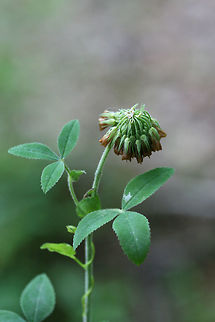 Buffalo Clover (Trifolium reflexum)- NATIVE. Growing in patches on sunny hillsides at the edge of a dense mixed hardwood/coniferous forest in NW Georgia (Gordon County), US. May 10-May 27, 2018.

Trifolium reflexum is a rare native clover which is globally (G3G4) and locally (S3) vulnerable. Its numbers have plummeted in the past 200 years, possibly due to fire suppression.

https://www.jungledragon.com/image/60693/buffalo_clover_trifolium_reflexum.html
https://www.jungledragon.com/image/60695/buffalo_clover_trifolium_reflexum.html Geotagged,Spring,Trifolium reflexum,United States