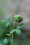 Buffalo Clover (Trifolium reflexum)- NATIVE. Growing in patches on sunny hillsides at the edge of a dense mixed hardwood/coniferous forest in NW Georgia (Gordon County), US. May 10-May 27, 2018.<br />
<br />
Trifolium reflexum is a rare native clover which is globally (G3G4) and locally (S3) vulnerable. Its numbers have plummeted in the past 200 years, possibly due to fire suppression.<br />
<br />
https://www.jungledragon.com/image/60693/buffalo_clover_trifolium_reflexum.html<br />
https://www.jungledragon.com/image/60695/buffalo_clover_trifolium_reflexum.html Geotagged,Spring,Trifolium reflexum,United States