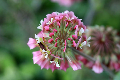 Buffalo Clover (Trifolium reflexum) NATIVE. Growing in patches on sunny hillsides at the edge of a dense mixed hardwood/coniferous forest in NW Georgia (Gordon County), US. May 10-May 27, 2018.

Trifolium reflexum is a rare native clover which is globally (G3G4) and locally (S3) vulnerable. Its numbers have plummeted in the past 200 years, possibly due to fire suppression.

https://www.jungledragon.com/image/60692/buffalo_clover_trifolium_reflexum-.html
https://www.jungledragon.com/image/60695/buffalo_clover_trifolium_reflexum.html Geotagged,Spring,Trifolium reflexum,United States