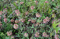 Buffalo Clover (Trifolium reflexum) NATIVE. Growing in patches on sunny hillsides at the edge of a dense mixed hardwood/coniferous forest in NW Georgia (Gordon County), US. May 10-May 27, 2018.<br />
<br />
Trifolium reflexum is a rare native clover which is globally (G3G4) and locally (S3) vulnerable. Its numbers have plummeted in the past 200 years, possibly due to fire suppression.<br />
<br />
https://www.jungledragon.com/image/60693/buffalo_clover_trifolium_reflexum.html<br />
https://www.jungledragon.com/image/60692/buffalo_clover_trifolium_reflexum-.html Geotagged,Spring,Trifolium reflexum,United States