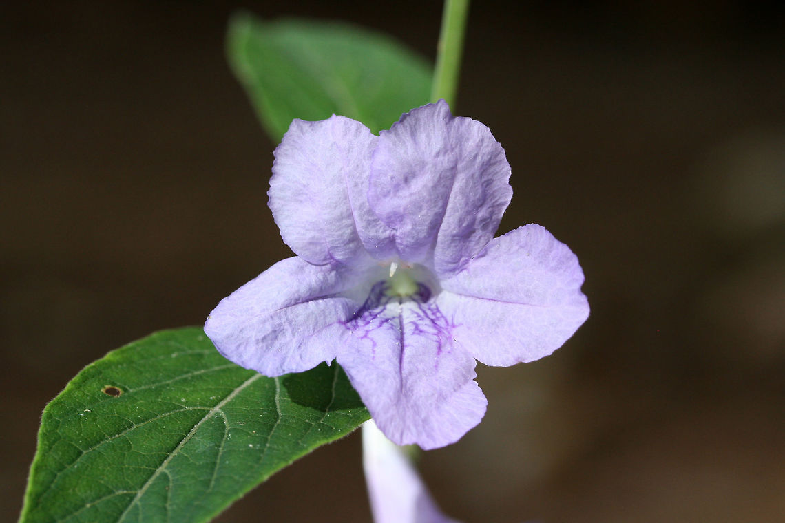 Pursh's Wild Petunia (Ruellia purshiana) NATIVE. Ruellia purshiana is considered a G3 (globally) and S3 (locally) vulnerable plant and is a rare find in the Southeastern United States.<br />
<br />
Habitat: A small population growing at the forest edges by a dirt road. Near a flood plain in NW Georgia (Gordon County), US.. May 23, 2018.<br />
<br />
Calyx/calyx lobes: Linear to filamentous, width of 1mm, covered in hairs.<br />
<br />
Most specimens have simple stems. Some have one branch. Flowers are born from lower and median nodes (on peduncles).<br />
<figure class="photo"><a href="https://www.jungledragon.com/image/60697/purshs_wild_petunia_ruellia_purshiana.html" title="Pursh&#039;s Wild Petunia (Ruellia purshiana)"><img src="https://s3.amazonaws.com/media.jungledragon.com/images/3231/60697_thumb.JPG?AWSAccessKeyId=05GMT0V3GWVNE7GGM1R2&Expires=1767225610&Signature=5p1Bmw1eNiAmGDNjItpSplyHU7Q%3D" width="102" height="152" alt="Pursh&#039;s Wild Petunia (Ruellia purshiana) NATIVE. Ruellia purshiana is considered a G3 (globally) and S3 (locally) vulnerable plant and is a rare find in the Southeastern United States.<br />
<br />
Habitat: A small population growing at the forest edges by a dirt road. Near a flood plain in NW Georgia (Gordon County), US.. May 23, 2018.<br />
<br />
Calyx/calyx lobes: Linear to filamentous, width of 1mm, covered in hairs.<br />
<br />
Most specimens have simple stems. Some have one branch. Flowers are born from lower and median nodes (on peduncles).<br />
https://www.jungledragon.com/image/60696/purshs_wild_petunia_ruellia_purshiana.html<br />
https://www.jungledragon.com/image/60697/purshs_wild_petunia_ruellia_purshiana.html Geotagged,Pursh&#039;s Wild Petunia,Ruellia purshiana,Spring,United States" /></a></figure><br />
<figure class="photo"><a href="https://www.jungledragon.com/image/60698/purshs_wild_petunia_ruellia_purshiana.html" title="Pursh&#039;s Wild Petunia (Ruellia purshiana)"><img src="https://s3.amazonaws.com/media.jungledragon.com/images/3231/60698_thumb.JPG?AWSAccessKeyId=05GMT0V3GWVNE7GGM1R2&Expires=1767225610&Signature=sBKBs2eLnI3Wf0lr3bBmwzwYpnI%3D" width="200" height="134" alt="Pursh&#039;s Wild Petunia (Ruellia purshiana) NATIVE. Ruellia purshiana is considered a G3 (globally) and S3 (locally) vulnerable plant and is a rare find in the Southeastern United States.<br />
<br />
Habitat: A small population growing at the forest edges by a dirt road. Near a flood plain in NW Georgia (Gordon County), US.. May 23, 2018.<br />
<br />
Calyx/calyx lobes: Linear to filamentous, width of 1mm, covered in hairs.<br />
<br />
Most specimens have simple stems. Some have one branch. Flowers are born from lower and median nodes (on peduncles).<br />
https://www.jungledragon.com/image/60696/purshs_wild_petunia_ruellia_purshiana.html<br />
https://www.jungledragon.com/image/60697/purshs_wild_petunia_ruellia_purshiana.html Geotagged,Pursh&#039;s Wild Petunia,Ruellia purshiana,Spring,United States" /></a></figure> Geotagged,Pursh's Wild Petunia,Ruellia purshiana,Spring,United States