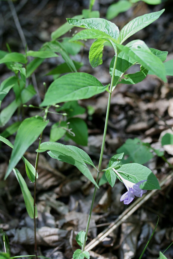 Pursh's Wild Petunia (Ruellia purshiana) NATIVE. Ruellia purshiana is considered a G3 (globally) and S3 (locally) vulnerable plant and is a rare find in the Southeastern United States.<br />
<br />
Habitat: A small population growing at the forest edges by a dirt road. Near a flood plain in NW Georgia (Gordon County), US.. May 23, 2018.<br />
<br />
Calyx/calyx lobes: Linear to filamentous, width of 1mm, covered in hairs.<br />
<br />
Most specimens have simple stems. Some have one branch. Flowers are born from lower and median nodes (on peduncles).<br />
<figure class="photo"><a href="https://www.jungledragon.com/image/60696/purshs_wild_petunia_ruellia_purshiana.html" title="Pursh&#039;s Wild Petunia (Ruellia purshiana)"><img src="https://s3.amazonaws.com/media.jungledragon.com/images/3231/60696_thumb.JPG?AWSAccessKeyId=05GMT0V3GWVNE7GGM1R2&Expires=1767225610&Signature=g1vy%2FUXvHGsahG0ToVkUl9YetcQ%3D" width="200" height="134" alt="Pursh&#039;s Wild Petunia (Ruellia purshiana) NATIVE. Ruellia purshiana is considered a G3 (globally) and S3 (locally) vulnerable plant and is a rare find in the Southeastern United States.<br />
<br />
Habitat: A small population growing at the forest edges by a dirt road. Near a flood plain in NW Georgia (Gordon County), US.. May 23, 2018.<br />
<br />
Calyx/calyx lobes: Linear to filamentous, width of 1mm, covered in hairs.<br />
<br />
Most specimens have simple stems. Some have one branch. Flowers are born from lower and median nodes (on peduncles).<br />
https://www.jungledragon.com/image/60697/purshs_wild_petunia_ruellia_purshiana.html<br />
https://www.jungledragon.com/image/60698/purshs_wild_petunia_ruellia_purshiana.html Geotagged,Pursh&#039;s Wild Petunia,Ruellia purshiana,Spring,United States" /></a></figure><br />
<figure class="photo"><a href="https://www.jungledragon.com/image/60697/purshs_wild_petunia_ruellia_purshiana.html" title="Pursh&#039;s Wild Petunia (Ruellia purshiana)"><img src="https://s3.amazonaws.com/media.jungledragon.com/images/3231/60697_thumb.JPG?AWSAccessKeyId=05GMT0V3GWVNE7GGM1R2&Expires=1767225610&Signature=5p1Bmw1eNiAmGDNjItpSplyHU7Q%3D" width="102" height="152" alt="Pursh&#039;s Wild Petunia (Ruellia purshiana) NATIVE. Ruellia purshiana is considered a G3 (globally) and S3 (locally) vulnerable plant and is a rare find in the Southeastern United States.<br />
<br />
Habitat: A small population growing at the forest edges by a dirt road. Near a flood plain in NW Georgia (Gordon County), US.. May 23, 2018.<br />
<br />
Calyx/calyx lobes: Linear to filamentous, width of 1mm, covered in hairs.<br />
<br />
Most specimens have simple stems. Some have one branch. Flowers are born from lower and median nodes (on peduncles).<br />
https://www.jungledragon.com/image/60696/purshs_wild_petunia_ruellia_purshiana.html<br />
https://www.jungledragon.com/image/60697/purshs_wild_petunia_ruellia_purshiana.html Geotagged,Pursh&#039;s Wild Petunia,Ruellia purshiana,Spring,United States" /></a></figure> Geotagged,Pursh's Wild Petunia,Ruellia purshiana,Spring,United States