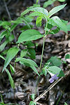 Pursh's Wild Petunia (Ruellia purshiana) NATIVE. Ruellia purshiana is considered a G3 (globally) and S3 (locally) vulnerable plant and is a rare find in the Southeastern United States.<br />
<br />
Habitat: A small population growing at the forest edges by a dirt road. Near a flood plain in NW Georgia (Gordon County), US.. May 23, 2018.<br />
<br />
Calyx/calyx lobes: Linear to filamentous, width of 1mm, covered in hairs.<br />
<br />
Most specimens have simple stems. Some have one branch. Flowers are born from lower and median nodes (on peduncles).<br />
https://www.jungledragon.com/image/60696/purshs_wild_petunia_ruellia_purshiana.html<br />
https://www.jungledragon.com/image/60697/purshs_wild_petunia_ruellia_purshiana.html Geotagged,Pursh's Wild Petunia,Ruellia purshiana,Spring,United States