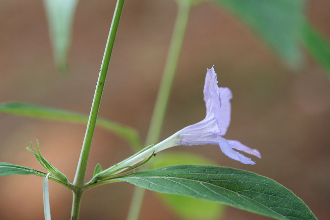 Pursh's Wild Petunia (Ruellia purshiana) NATIVE. Ruellia purshiana is considered a G3 (globally) and S3 (locally) vulnerable plant and is a rare find in the Southeastern United States.<br />
<br />
Habitat: A small population growing at the forest edges by a dirt road. Near a flood plain in NW Georgia (Gordon County), US.. May 23, 2018.<br />
<br />
Calyx/calyx lobes: Linear to filamentous, width of 1mm, covered in hairs.<br />
<br />
Most specimens have simple stems. Some have one branch. Flowers are born from lower and median nodes (on peduncles).<br />
<figure class="photo"><a href="https://www.jungledragon.com/image/60696/purshs_wild_petunia_ruellia_purshiana.html" title="Pursh&#039;s Wild Petunia (Ruellia purshiana)"><img src="https://s3.amazonaws.com/media.jungledragon.com/images/3231/60696_thumb.JPG?AWSAccessKeyId=05GMT0V3GWVNE7GGM1R2&Expires=1767225610&Signature=g1vy%2FUXvHGsahG0ToVkUl9YetcQ%3D" width="200" height="134" alt="Pursh&#039;s Wild Petunia (Ruellia purshiana) NATIVE. Ruellia purshiana is considered a G3 (globally) and S3 (locally) vulnerable plant and is a rare find in the Southeastern United States.<br />
<br />
Habitat: A small population growing at the forest edges by a dirt road. Near a flood plain in NW Georgia (Gordon County), US.. May 23, 2018.<br />
<br />
Calyx/calyx lobes: Linear to filamentous, width of 1mm, covered in hairs.<br />
<br />
Most specimens have simple stems. Some have one branch. Flowers are born from lower and median nodes (on peduncles).<br />
https://www.jungledragon.com/image/60697/purshs_wild_petunia_ruellia_purshiana.html<br />
https://www.jungledragon.com/image/60698/purshs_wild_petunia_ruellia_purshiana.html Geotagged,Pursh&#039;s Wild Petunia,Ruellia purshiana,Spring,United States" /></a></figure><br />
<figure class="photo"><a href="https://www.jungledragon.com/image/60697/purshs_wild_petunia_ruellia_purshiana.html" title="Pursh&#039;s Wild Petunia (Ruellia purshiana)"><img src="https://s3.amazonaws.com/media.jungledragon.com/images/3231/60697_thumb.JPG?AWSAccessKeyId=05GMT0V3GWVNE7GGM1R2&Expires=1767225610&Signature=5p1Bmw1eNiAmGDNjItpSplyHU7Q%3D" width="102" height="152" alt="Pursh&#039;s Wild Petunia (Ruellia purshiana) NATIVE. Ruellia purshiana is considered a G3 (globally) and S3 (locally) vulnerable plant and is a rare find in the Southeastern United States.<br />
<br />
Habitat: A small population growing at the forest edges by a dirt road. Near a flood plain in NW Georgia (Gordon County), US.. May 23, 2018.<br />
<br />
Calyx/calyx lobes: Linear to filamentous, width of 1mm, covered in hairs.<br />
<br />
Most specimens have simple stems. Some have one branch. Flowers are born from lower and median nodes (on peduncles).<br />
https://www.jungledragon.com/image/60696/purshs_wild_petunia_ruellia_purshiana.html<br />
https://www.jungledragon.com/image/60697/purshs_wild_petunia_ruellia_purshiana.html Geotagged,Pursh&#039;s Wild Petunia,Ruellia purshiana,Spring,United States" /></a></figure> Geotagged,Pursh's Wild Petunia,Ruellia purshiana,Spring,United States