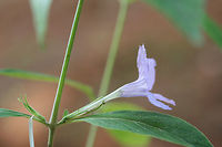 Pursh's Wild Petunia (Ruellia purshiana) NATIVE. Ruellia purshiana is considered a G3 (globally) and S3 (locally) vulnerable plant and is a rare find in the Southeastern United States.<br />
<br />
Habitat: A small population growing at the forest edges by a dirt road. Near a flood plain in NW Georgia (Gordon County), US.. May 23, 2018.<br />
<br />
Calyx/calyx lobes: Linear to filamentous, width of 1mm, covered in hairs.<br />
<br />
Most specimens have simple stems. Some have one branch. Flowers are born from lower and median nodes (on peduncles).<br />
https://www.jungledragon.com/image/60696/purshs_wild_petunia_ruellia_purshiana.html<br />
https://www.jungledragon.com/image/60697/purshs_wild_petunia_ruellia_purshiana.html Geotagged,Pursh's Wild Petunia,Ruellia purshiana,Spring,United States