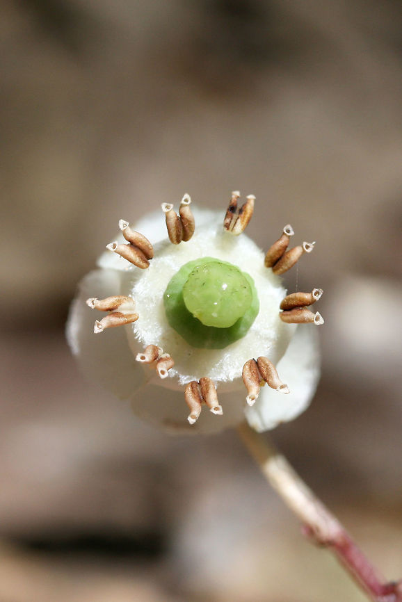 Striped Wintergreen (Chimaphila maculata) NATIVE. Growing in a dense mixed hardwood/coniferous forest in NW Georgia (Gordon County), US.<br />
<figure class="photo"><a href="https://www.jungledragon.com/image/60701/striped_wintergreen_chimaphila_maculata.html" title="Striped Wintergreen (Chimaphila maculata)"><img src="https://s3.amazonaws.com/media.jungledragon.com/images/3231/60701_thumb.jpg?AWSAccessKeyId=05GMT0V3GWVNE7GGM1R2&Expires=1769040010&Signature=fhQSL5xi7Omv6WuC26AOkYukh5k%3D" width="200" height="138" alt="Striped Wintergreen (Chimaphila maculata) NATIVE. Growing in a dense mixed hardwood/coniferous forest in NW Georgia (Gordon County), US.<br />
https://www.jungledragon.com/image/60700/striped_wintergreen_chimaphila_maculata.html<br />
https://www.jungledragon.com/image/60702/striped_wintergreen_chimaphila_maculata.html Chimaphila maculata,Geotagged,Spring,United States" /></a></figure><br />
<figure class="photo"><a href="https://www.jungledragon.com/image/60702/striped_wintergreen_chimaphila_maculata.html" title="Striped Wintergreen (Chimaphila maculata)"><img src="https://s3.amazonaws.com/media.jungledragon.com/images/3231/60702_thumb.JPG?AWSAccessKeyId=05GMT0V3GWVNE7GGM1R2&Expires=1769040010&Signature=hTJDsfT48CZv9vAwKmkmyVzQMQU%3D" width="200" height="134" alt="Striped Wintergreen (Chimaphila maculata) NATIVE. Growing in a dense mixed hardwood/coniferous forest in NW Georgia (Gordon County), US.<br />
https://www.jungledragon.com/image/60700/striped_wintergreen_chimaphila_maculata.html<br />
https://www.jungledragon.com/image/60701/striped_wintergreen_chimaphila_maculata.html Chimaphila maculata,Geotagged,Spring,United States" /></a></figure> Chimaphila maculata,Geotagged,Spring,United States