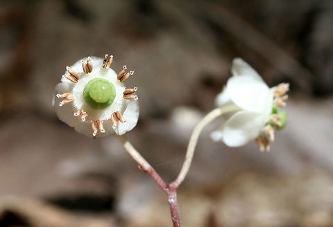 Striped Wintergreen (Chimaphila maculata) NATIVE. Growing in a dense mixed hardwood/coniferous forest in NW Georgia (Gordon County), US.
https://www.jungledragon.com/image/60700/striped_wintergreen_chimaphila_maculata.html
https://www.jungledragon.com/image/60702/striped_wintergreen_chimaphila_maculata.html Chimaphila maculata,Geotagged,Spring,United States