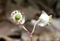 Striped Wintergreen (Chimaphila maculata) NATIVE. Growing in a dense mixed hardwood/coniferous forest in NW Georgia (Gordon County), US.<br />
https://www.jungledragon.com/image/60700/striped_wintergreen_chimaphila_maculata.html<br />
https://www.jungledragon.com/image/60702/striped_wintergreen_chimaphila_maculata.html Chimaphila maculata,Geotagged,Spring,United States