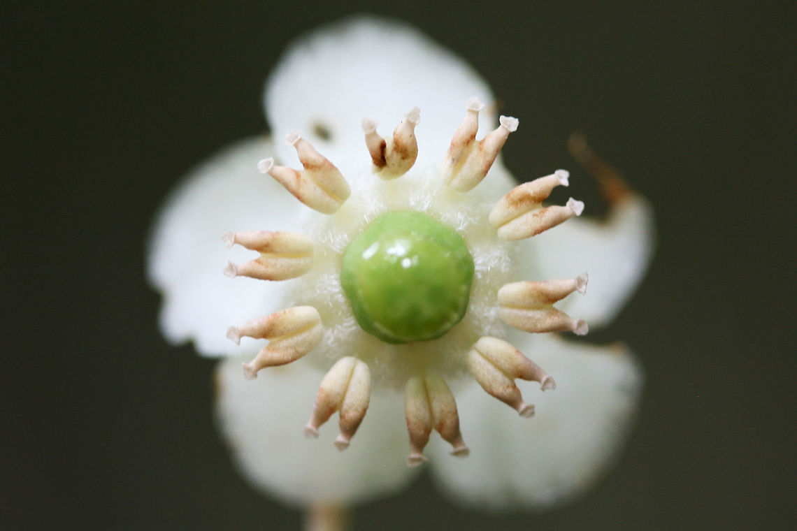 Striped Wintergreen (Chimaphila maculata) NATIVE. Growing in a dense mixed hardwood/coniferous forest in NW Georgia (Gordon County), US.<br />
<figure class="photo"><a href="https://www.jungledragon.com/image/60700/striped_wintergreen_chimaphila_maculata.html" title="Striped Wintergreen (Chimaphila maculata)"><img src="https://s3.amazonaws.com/media.jungledragon.com/images/3231/60700_thumb.jpg?AWSAccessKeyId=05GMT0V3GWVNE7GGM1R2&Expires=1769040010&Signature=Q9oOxcZHRQWr5SahF2deH68hFz8%3D" width="102" height="152" alt="Striped Wintergreen (Chimaphila maculata) NATIVE. Growing in a dense mixed hardwood/coniferous forest in NW Georgia (Gordon County), US.<br />
https://www.jungledragon.com/image/60701/striped_wintergreen_chimaphila_maculata.html<br />
https://www.jungledragon.com/image/60702/striped_wintergreen_chimaphila_maculata.html Chimaphila maculata,Geotagged,Spring,United States" /></a></figure><br />
<figure class="photo"><a href="https://www.jungledragon.com/image/60701/striped_wintergreen_chimaphila_maculata.html" title="Striped Wintergreen (Chimaphila maculata)"><img src="https://s3.amazonaws.com/media.jungledragon.com/images/3231/60701_thumb.jpg?AWSAccessKeyId=05GMT0V3GWVNE7GGM1R2&Expires=1769040010&Signature=fhQSL5xi7Omv6WuC26AOkYukh5k%3D" width="200" height="138" alt="Striped Wintergreen (Chimaphila maculata) NATIVE. Growing in a dense mixed hardwood/coniferous forest in NW Georgia (Gordon County), US.<br />
https://www.jungledragon.com/image/60700/striped_wintergreen_chimaphila_maculata.html<br />
https://www.jungledragon.com/image/60702/striped_wintergreen_chimaphila_maculata.html Chimaphila maculata,Geotagged,Spring,United States" /></a></figure> Chimaphila maculata,Geotagged,Spring,United States