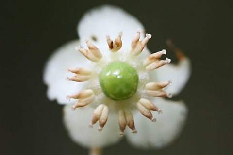 Striped Wintergreen (Chimaphila maculata) NATIVE. Growing in a dense mixed hardwood/coniferous forest in NW Georgia (Gordon County), US.
https://www.jungledragon.com/image/60700/striped_wintergreen_chimaphila_maculata.html
https://www.jungledragon.com/image/60701/striped_wintergreen_chimaphila_maculata.html Chimaphila maculata,Geotagged,Spring,United States