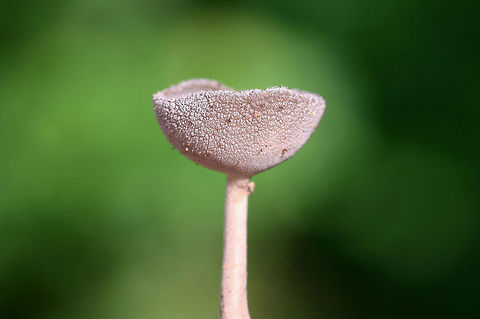 Helvella macropus Gray, cup-shaped fungus with a long stipe growing beneath hardwood trees in a dense mixed hardwood/coniferous forest in NW Georgia (Gordon County), US.
https://www.jungledragon.com/image/60740/helvella_macropus.html Geotagged,Helvella macropus,Spring,United States