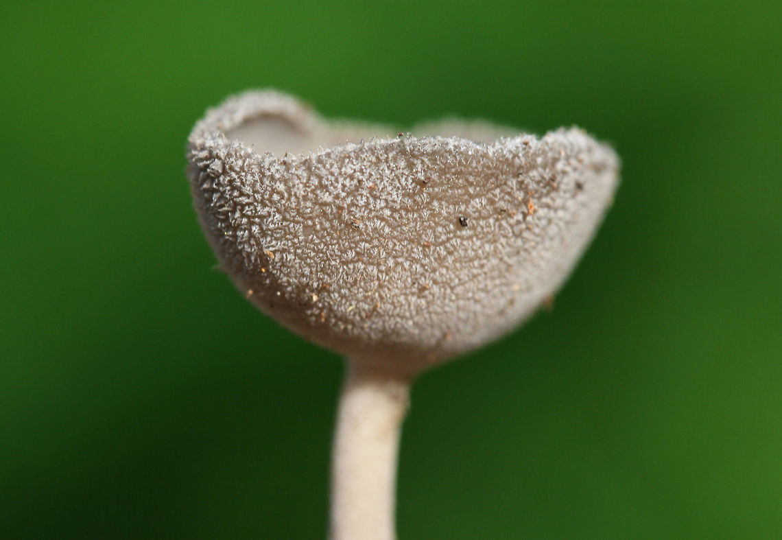 Helvella macropus Gray, cup-shaped fungus with a long stipe growing beneath hardwood trees in a dense mixed hardwood/coniferous forest in NW Georgia (Gordon County), US.<br />
<figure class="photo"><a href="https://www.jungledragon.com/image/60739/helvella_macropus.html" title="Helvella macropus"><img src="https://s3.amazonaws.com/media.jungledragon.com/images/3231/60739_thumb.jpg?AWSAccessKeyId=05GMT0V3GWVNE7GGM1R2&Expires=1769040010&Signature=UC0euHExVijMPvPRJv1DpjOuqBU%3D" width="200" height="134" alt="Helvella macropus Gray, cup-shaped fungus with a long stipe growing beneath hardwood trees in a dense mixed hardwood/coniferous forest in NW Georgia (Gordon County), US.<br />
https://www.jungledragon.com/image/60740/helvella_macropus.html Geotagged,Helvella macropus,Spring,United States" /></a></figure> Geotagged,Helvella macropus,Spring,United States