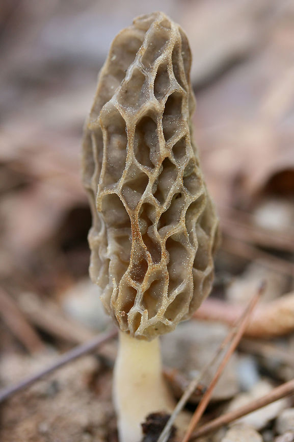 Morels - (Morchella sceptriformis) Habitat: Growing on the side of a dirt road surrounded by some very light leaf litter under Tulip poplars (Liriodendron tulipifera) and Loblolly pines (Pinus taeda). Etowah County, Alabama. April 5, 2018.<br />
<br />
Soil type: Hartsells fine sandy loam / Linker-Townley complex<br />
<br />
Pileus: Egg-shaped with irregular grooves, pale brown to gray. Possible reddish bruising (?)<br />
<br />
Stipe: cream to pale yellow, slightly broader towards base.<br />
<br />
Flavor: mildly nutty/earthy<br />
<figure class="photo"><a href="https://www.jungledragon.com/image/60744/morels_-_morchella_sceptriformis.html" title="Morels - (Morchella sceptriformis)"><img src="https://s3.amazonaws.com/media.jungledragon.com/images/3231/60744_thumb.JPG?AWSAccessKeyId=05GMT0V3GWVNE7GGM1R2&Expires=1759968010&Signature=1rkUFeNX1OXoeBL%2FDXnQjrLWk38%3D" width="102" height="152" alt="Morels - (Morchella sceptriformis) Habitat: Growing on the side of a dirt road surrounded by some very light leaf litter under Tulip poplars (Liriodendron tulipifera) and Loblolly pines (Pinus taeda). Etowah County, Alabama. April 5, 2018.<br />
<br />
Soil type: Hartsells fine sandy loam / Linker-Townley complex<br />
<br />
Pileus: Egg-shaped with irregular grooves, pale brown to gray. Possible reddish bruising (?)<br />
<br />
Stipe: cream to pale yellow, slightly broader towards base.<br />
<br />
Flavor: mildly nutty/earthy<br />
https://www.jungledragon.com/image/60743/morels_-_morchella_sceptriformis.html<br />
https://www.jungledragon.com/image/60745/morels_-_morchella_sceptriformis.html Geotagged,Morchella sceptriformis,Spring,United States" /></a></figure><br />
<figure class="photo"><a href="https://www.jungledragon.com/image/60745/morels_-_morchella_sceptriformis.html" title="Morels - (Morchella sceptriformis)"><img src="https://s3.amazonaws.com/media.jungledragon.com/images/3231/60745_thumb.JPG?AWSAccessKeyId=05GMT0V3GWVNE7GGM1R2&Expires=1759968010&Signature=CY1TC0LT%2FGCk2yXQTcWV26C43rE%3D" width="200" height="134" alt="Morels - (Morchella sceptriformis) Habitat: Growing on the side of a dirt road surrounded by some very light leaf litter under Tulip poplars (Liriodendron tulipifera) and Loblolly pines (Pinus taeda). Etowah County, Alabama. April 5, 2018.<br />
<br />
Soil type: Hartsells fine sandy loam / Linker-Townley complex<br />
<br />
Pileus: Egg-shaped with irregular grooves, pale brown to gray. Possible reddish bruising (?)<br />
<br />
Stipe: cream to pale yellow, slightly broader towards base.<br />
<br />
Flavor: mildly nutty/earthy<br />
https://www.jungledragon.com/image/60743/morels_-_morchella_sceptriformis.html<br />
https://www.jungledragon.com/image/60745/morels_-_morchella_sceptriformis.html Geotagged,Morchella sceptriformis,Spring,United States" /></a></figure> Geotagged,Morchella sceptriformis,Spring,United States