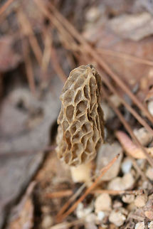 Morels - (Morchella sceptriformis) Habitat: Growing on the side of a dirt road surrounded by some very light leaf litter under Tulip poplars (Liriodendron tulipifera) and Loblolly pines (Pinus taeda). Etowah County, Alabama. April 5, 2018.

Soil type: Hartsells fine sandy loam / Linker-Townley complex

Pileus: Egg-shaped with irregular grooves, pale brown to gray. Possible reddish bruising (?)

Stipe: cream to pale yellow, slightly broader towards base.

Flavor: mildly nutty/earthy
https://www.jungledragon.com/image/60743/morels_-_morchella_sceptriformis.html
https://www.jungledragon.com/image/60745/morels_-_morchella_sceptriformis.html Geotagged,Morchella sceptriformis,Spring,United States