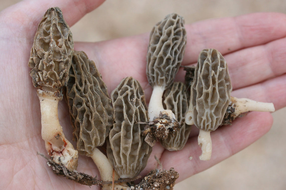 Morels - (Morchella sceptriformis) Habitat: Growing on the side of a dirt road surrounded by some very light leaf litter under Tulip poplars (Liriodendron tulipifera) and Loblolly pines (Pinus taeda). Etowah County, Alabama. April 5, 2018.<br />
<br />
Soil type: Hartsells fine sandy loam / Linker-Townley complex<br />
<br />
Pileus: Egg-shaped with irregular grooves, pale brown to gray. Possible reddish bruising (?)<br />
<br />
Stipe: cream to pale yellow, slightly broader towards base.<br />
<br />
Flavor: mildly nutty/earthy<br />
<figure class="photo"><a href="https://www.jungledragon.com/image/60743/morels_-_morchella_sceptriformis.html" title="Morels - (Morchella sceptriformis)"><img src="https://s3.amazonaws.com/media.jungledragon.com/images/3231/60743_thumb.JPG?AWSAccessKeyId=05GMT0V3GWVNE7GGM1R2&Expires=1769040010&Signature=jfNXVb01ps7ziDCcUwZ8Zf1So7Y%3D" width="102" height="152" alt="Morels - (Morchella sceptriformis) Habitat: Growing on the side of a dirt road surrounded by some very light leaf litter under Tulip poplars (Liriodendron tulipifera) and Loblolly pines (Pinus taeda). Etowah County, Alabama. April 5, 2018.<br />
<br />
Soil type: Hartsells fine sandy loam / Linker-Townley complex<br />
<br />
Pileus: Egg-shaped with irregular grooves, pale brown to gray. Possible reddish bruising (?)<br />
<br />
Stipe: cream to pale yellow, slightly broader towards base.<br />
<br />
Flavor: mildly nutty/earthy<br />
https://www.jungledragon.com/image/60744/morels_-_morchella_sceptriformis.html<br />
https://www.jungledragon.com/image/60745/morels_-_morchella_sceptriformis.html Geotagged,Morchella sceptriformis,Spring,United States" /></a></figure><br />
<figure class="photo"><a href="https://www.jungledragon.com/image/60745/morels_-_morchella_sceptriformis.html" title="Morels - (Morchella sceptriformis)"><img src="https://s3.amazonaws.com/media.jungledragon.com/images/3231/60745_thumb.JPG?AWSAccessKeyId=05GMT0V3GWVNE7GGM1R2&Expires=1769040010&Signature=d%2FaU6y0aZfvlJ2%2B%2BZlGAvs6iHCk%3D" width="200" height="134" alt="Morels - (Morchella sceptriformis) Habitat: Growing on the side of a dirt road surrounded by some very light leaf litter under Tulip poplars (Liriodendron tulipifera) and Loblolly pines (Pinus taeda). Etowah County, Alabama. April 5, 2018.<br />
<br />
Soil type: Hartsells fine sandy loam / Linker-Townley complex<br />
<br />
Pileus: Egg-shaped with irregular grooves, pale brown to gray. Possible reddish bruising (?)<br />
<br />
Stipe: cream to pale yellow, slightly broader towards base.<br />
<br />
Flavor: mildly nutty/earthy<br />
https://www.jungledragon.com/image/60743/morels_-_morchella_sceptriformis.html<br />
https://www.jungledragon.com/image/60745/morels_-_morchella_sceptriformis.html Geotagged,Morchella sceptriformis,Spring,United States" /></a></figure> Geotagged,Morchella sceptriformis,Spring,United States