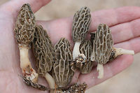 Morels - (Morchella sceptriformis) Habitat: Growing on the side of a dirt road surrounded by some very light leaf litter under Tulip poplars (Liriodendron tulipifera) and Loblolly pines (Pinus taeda). Etowah County, Alabama. April 5, 2018.<br />
<br />
Soil type: Hartsells fine sandy loam / Linker-Townley complex<br />
<br />
Pileus: Egg-shaped with irregular grooves, pale brown to gray. Possible reddish bruising (?)<br />
<br />
Stipe: cream to pale yellow, slightly broader towards base.<br />
<br />
Flavor: mildly nutty/earthy<br />
https://www.jungledragon.com/image/60743/morels_-_morchella_sceptriformis.html<br />
https://www.jungledragon.com/image/60745/morels_-_morchella_sceptriformis.html Geotagged,Morchella sceptriformis,Spring,United States