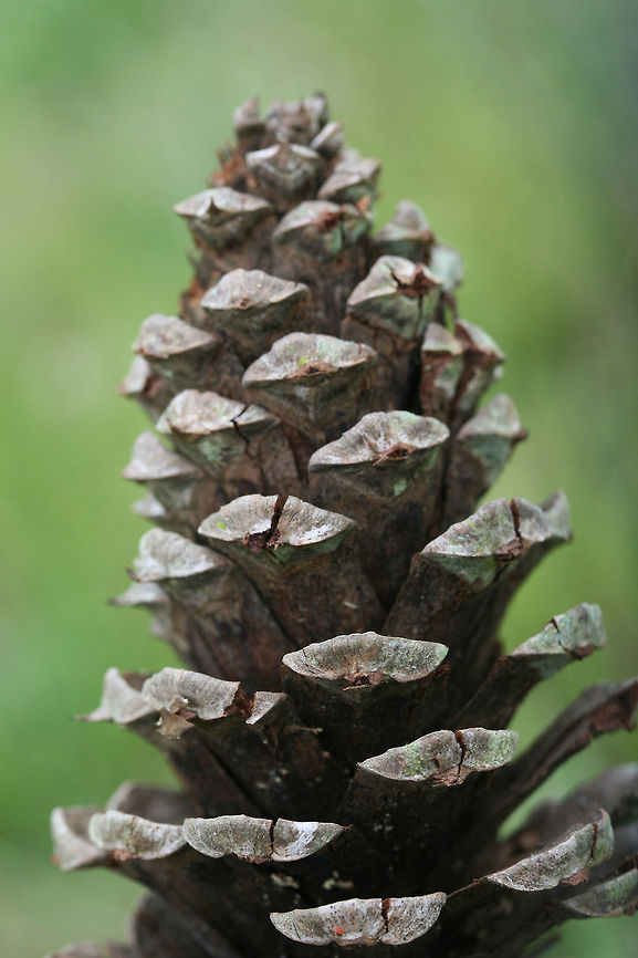 Loblolly Pine (Pinus taeda) cone In a backyard habitat in Gordon County, Georgia, US. Geotagged,Pinus taeda,Spring,United States