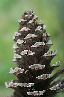 Loblolly Pine (Pinus taeda) cone In a backyard habitat in Gordon County, Georgia, US. Geotagged,Pinus taeda,Spring,United States