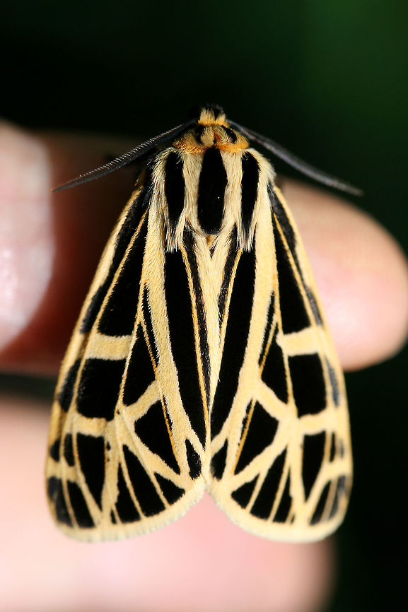 Anna Tiger Moth (Apantesis anna) Resting in leaf litter in a dense mixed hardwood/coniferous forest in NW Georgia (Gordon County), US.<br />
<br />
I'm not sure if it was from the heat, but this moth was so relaxed it allowed me to handle it. Anna Tiger Moth,Apantesis anna,Geotagged,Moth Week 2018,Spring,United States,apantesis,lepidoptera,moth,moths,tiger moth,tiger moths