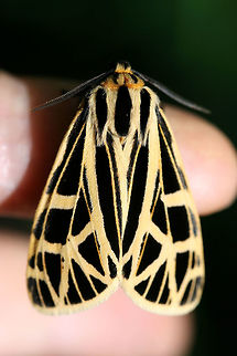 Anna Tiger Moth (Apantesis anna) Resting in leaf litter in a dense mixed hardwood/coniferous forest in NW Georgia (Gordon County), US.

I'm not sure if it was from the heat, but this moth was so relaxed it allowed me to handle it. Anna Tiger Moth,Apantesis anna,Geotagged,Moth Week 2018,Spring,United States,apantesis,lepidoptera,moth,moths,tiger moth,tiger moths