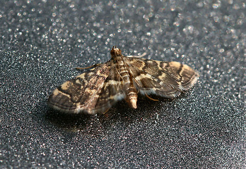 Yellow-spotted Webworm Moth (Anageshna primordialis) Near a dense mixed hardwood/coniferous forest in NW Georgia (Gordon County), US Anageshna,Anageshna primordialis,Geotagged,Moth,Moth week,Spring,United States,brazilian moths,lepidoptera