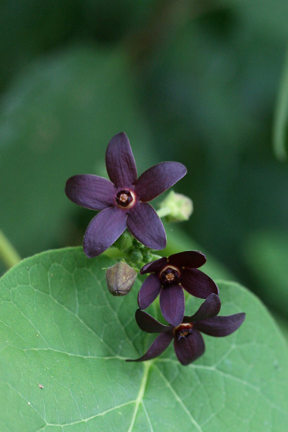 Maroon Carolina Milkvine (Matelea carolinensis) NATIVE. Growing by a seasonal stream at the edge of a dense mixed hardwood/coniferous forest in NW Georgia (Gordon County), US. May 25, 2018.<br />
<figure class="photo"><a href="https://www.jungledragon.com/image/60757/maroon_carolina_milkvine_matelea_carolinensis.html" title="Maroon Carolina Milkvine (Matelea carolinensis)"><img src="https://s3.amazonaws.com/media.jungledragon.com/images/3231/60757_thumb.jpg?AWSAccessKeyId=05GMT0V3GWVNE7GGM1R2&Expires=1759968010&Signature=t0EscGHVnGGLo71j%2FD48O3pHRMs%3D" width="200" height="136" alt="Maroon Carolina Milkvine (Matelea carolinensis) NATIVE. Growing by a seasonal stream at the edge of a dense mixed hardwood/coniferous forest in NW Georgia (Gordon County), US. May 25, 2018.<br />
https://www.jungledragon.com/image/60756/maroon_carolina_milkvine_matelea_carolinensis.html Geotagged,Matelea carolinensis,Spring,United States" /></a></figure> Geotagged,Matelea carolinensis,Spring,United States