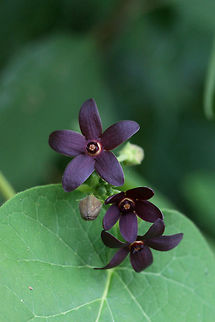 Maroon Carolina Milkvine (Matelea carolinensis) NATIVE. Growing by a seasonal stream at the edge of a dense mixed hardwood/coniferous forest in NW Georgia (Gordon County), US. May 25, 2018.
https://www.jungledragon.com/image/60757/maroon_carolina_milkvine_matelea_carolinensis.html Geotagged,Matelea carolinensis,Spring,United States
