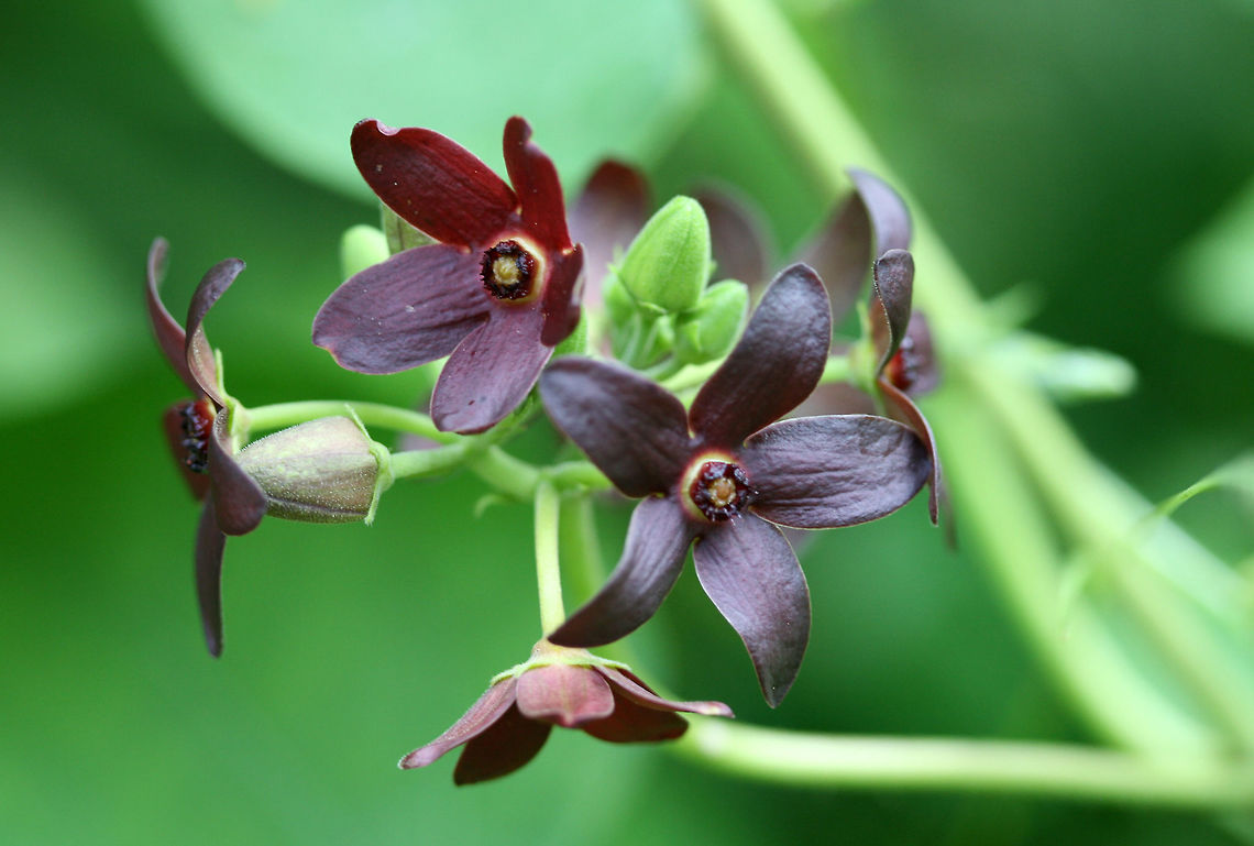 Maroon Carolina Milkvine (Matelea carolinensis) NATIVE. Growing by a seasonal stream at the edge of a dense mixed hardwood/coniferous forest in NW Georgia (Gordon County), US. May 25, 2018.<br />
<figure class="photo"><a href="https://www.jungledragon.com/image/60756/maroon_carolina_milkvine_matelea_carolinensis.html" title="Maroon Carolina Milkvine (Matelea carolinensis)"><img src="https://s3.amazonaws.com/media.jungledragon.com/images/3231/60756_thumb.JPG?AWSAccessKeyId=05GMT0V3GWVNE7GGM1R2&Expires=1769040010&Signature=UpXQ3TTzaFcOnZZg62CDhQImTS0%3D" width="102" height="152" alt="Maroon Carolina Milkvine (Matelea carolinensis) NATIVE. Growing by a seasonal stream at the edge of a dense mixed hardwood/coniferous forest in NW Georgia (Gordon County), US. May 25, 2018.<br />
https://www.jungledragon.com/image/60757/maroon_carolina_milkvine_matelea_carolinensis.html Geotagged,Matelea carolinensis,Spring,United States" /></a></figure> Geotagged,Matelea carolinensis,Spring,United States