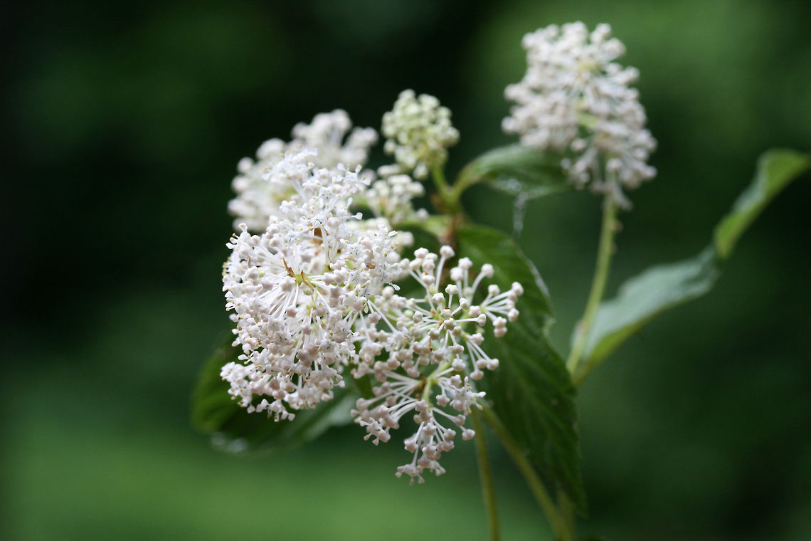 Common New Jersey Tea (Ceanothus americanus americanus) NATIVE. On a disturbed hillside near the edge of a dense hardwood/coniferous forest in NW Georgia (Gordon County), US.<br />
<figure class="photo"><a href="https://www.jungledragon.com/image/60786/common_new_jersey_tea_ceanothus_americanus_americanus.html" title="Common New Jersey Tea (Ceanothus americanus americanus)"><img src="https://s3.amazonaws.com/media.jungledragon.com/images/3231/60786_thumb.jpg?AWSAccessKeyId=05GMT0V3GWVNE7GGM1R2&Expires=1759968010&Signature=KiIwRGKjw5pwJ4wW60k2JczWOjc%3D" width="200" height="134" alt="Common New Jersey Tea (Ceanothus americanus americanus) NATIVE. On a disturbed hillside near the edge of a dense hardwood/coniferous forest in NW Georgia (Gordon County), US.<br />
https://www.jungledragon.com/image/60785/common_new_jersey_tea_ceanothus_americanus_americanus.html Ceanothus americanus,Ceanothus americanus americanus,Common New Jersey Tea,Geotagged,New Jersey tea,Spring,United States" /></a></figure> Ceanothus americanus,Ceanothus americanus americanus,Common New Jersey Tea,Geotagged,New Jersey tea,Spring,United States