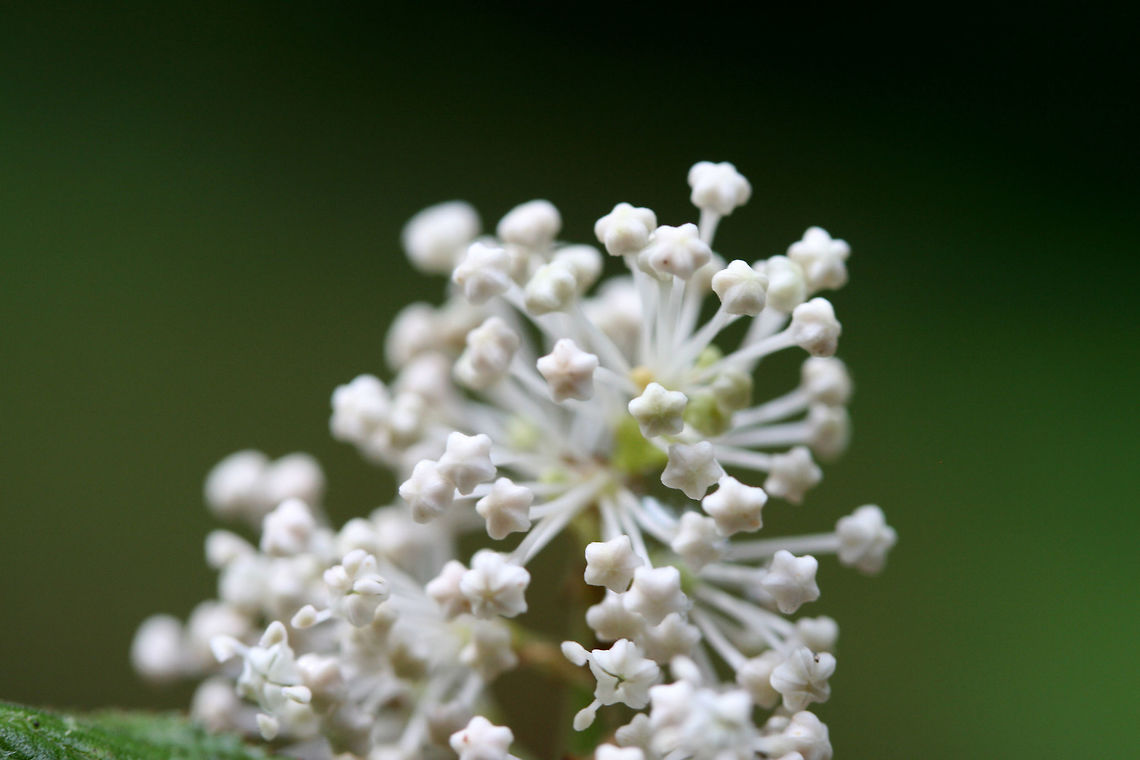 Common New Jersey Tea (Ceanothus americanus americanus) NATIVE. On a disturbed hillside near the edge of a dense hardwood/coniferous forest in NW Georgia (Gordon County), US.<br />
<figure class="photo"><a href="https://www.jungledragon.com/image/60785/common_new_jersey_tea_ceanothus_americanus_americanus.html" title="Common New Jersey Tea (Ceanothus americanus americanus)"><img src="https://s3.amazonaws.com/media.jungledragon.com/images/3231/60785_thumb.jpg?AWSAccessKeyId=05GMT0V3GWVNE7GGM1R2&Expires=1767225610&Signature=nDOKAG773wTY3ZROsLCk4neN6oI%3D" width="200" height="134" alt="Common New Jersey Tea (Ceanothus americanus americanus) NATIVE. On a disturbed hillside near the edge of a dense hardwood/coniferous forest in NW Georgia (Gordon County), US.<br />
https://www.jungledragon.com/image/60786/common_new_jersey_tea_ceanothus_americanus_americanus.html Ceanothus americanus,Ceanothus americanus americanus,Common New Jersey Tea,Geotagged,New Jersey tea,Spring,United States" /></a></figure> Ceanothus americanus,Ceanothus americanus americanus,Common New Jersey Tea,Geotagged,New Jersey tea,Spring,United States