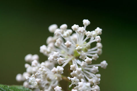 Common New Jersey Tea (Ceanothus americanus americanus) NATIVE. On a disturbed hillside near the edge of a dense hardwood/coniferous forest in NW Georgia (Gordon County), US.
https://www.jungledragon.com/image/60785/common_new_jersey_tea_ceanothus_americanus_americanus.html Ceanothus americanus,Ceanothus americanus americanus,Common New Jersey Tea,Geotagged,New Jersey tea,Spring,United States