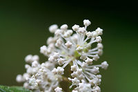 Common New Jersey Tea (Ceanothus americanus americanus) NATIVE. On a disturbed hillside near the edge of a dense hardwood/coniferous forest in NW Georgia (Gordon County), US.<br />
https://www.jungledragon.com/image/60785/common_new_jersey_tea_ceanothus_americanus_americanus.html Ceanothus americanus,Ceanothus americanus americanus,Common New Jersey Tea,Geotagged,New Jersey tea,Spring,United States