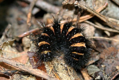 Agreeable Tiger Moth larva (Spilosoma congrua) In leaf litter at the top of a ridge in a dense mixed hardwood/coniferous forest in NW Georgia (Gordon County), US. Agreeable tiger moth,Geotagged,Spilosoma congrua,Spring,United States,moth week 2018