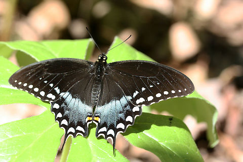 Spicebush Swallowtail (Papilio troilus) Resting on a mayapple plant in a dense mixed hardwood/coniferous forest in NW Georgia (Gordon County), US.
https://www.jungledragon.com/image/71176/spicebush_swallowtail_papilio_troilus.html Geotagged,Papilio troilus,Spicebush Swallowtail,Spring,United States,butterflies,butterfly,green-clouded butterfly,lepidoptera,papilio,papilionidae