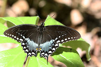 Spicebush Swallowtail (Papilio troilus) Resting on a mayapple plant in a dense mixed hardwood/coniferous forest in NW Georgia (Gordon County), US.<br />
https://www.jungledragon.com/image/71176/spicebush_swallowtail_papilio_troilus.html Geotagged,Papilio troilus,Spicebush Swallowtail,Spring,United States,butterflies,butterfly,green-clouded butterfly,lepidoptera,papilio,papilionidae