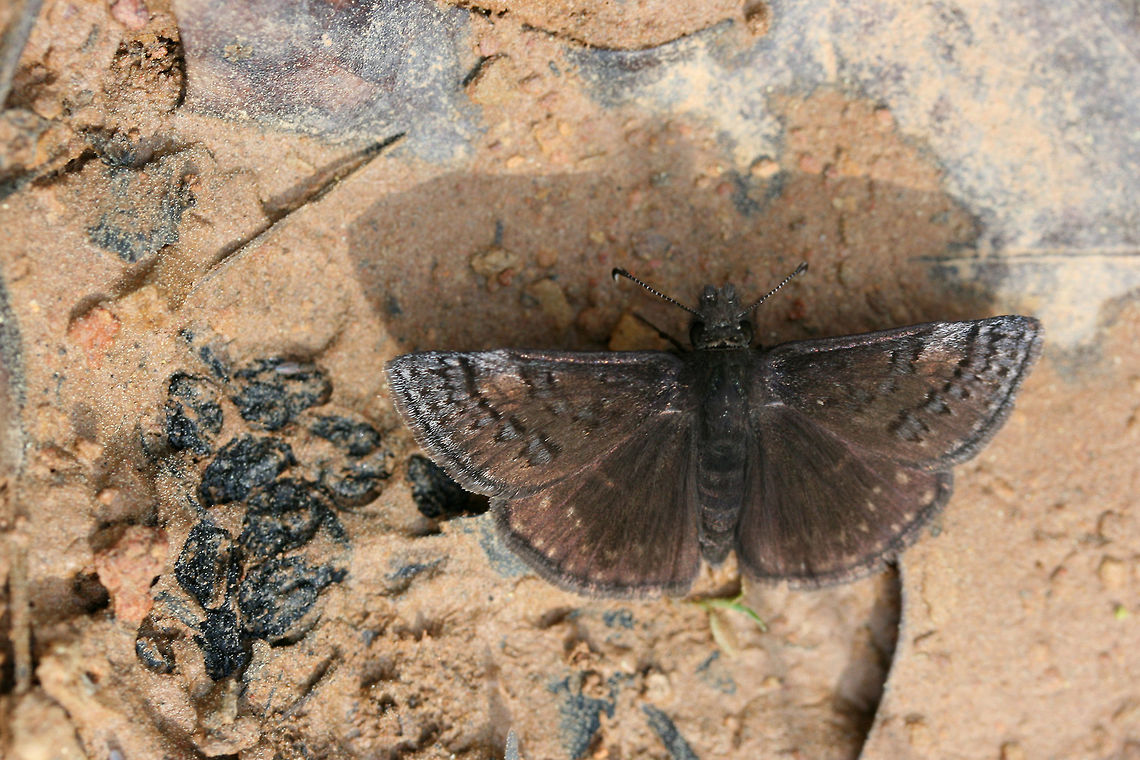 Sleepy Duskywing (Erynnis brizo) On a dirt road clearing in a dense mixed hardwood/coniferous forest in NW Georgia (Gordon County), US. Erynnis brizo,Geotagged,Sleepy duskywing,Spring,United States,butterflies,butterfly,hesperiid,hesperiidae,skipper