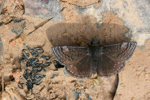 Sleepy Duskywing (Erynnis brizo) On a dirt road clearing in a dense mixed hardwood/coniferous forest in NW Georgia (Gordon County), US. Erynnis brizo,Geotagged,Sleepy duskywing,Spring,United States,butterflies,butterfly,hesperiid,hesperiidae,skipper