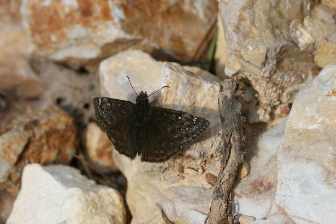 Juvenal's Duskywing (Erynnis juvenalis) On a rocky dirt road clearing in a dense mixed hardwood/coniferous forest in NW Georgia (Gordon County), US. Erynnis juvenalis,Geotagged,Juvenals duskywing,Spring,United States,butterflies,butterfly,hesperiid,hesperiidae,skipper