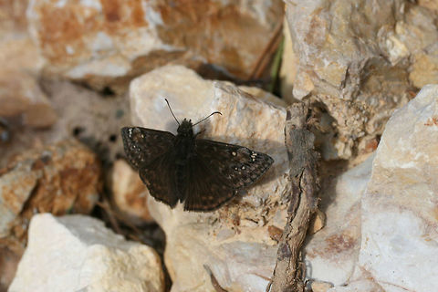 Juvenal's Duskywing (Erynnis juvenalis) On a rocky dirt road clearing in a dense mixed hardwood/coniferous forest in NW Georgia (Gordon County), US. Erynnis juvenalis,Geotagged,Juvenals duskywing,Spring,United States,butterflies,butterfly,hesperiid,hesperiidae,skipper