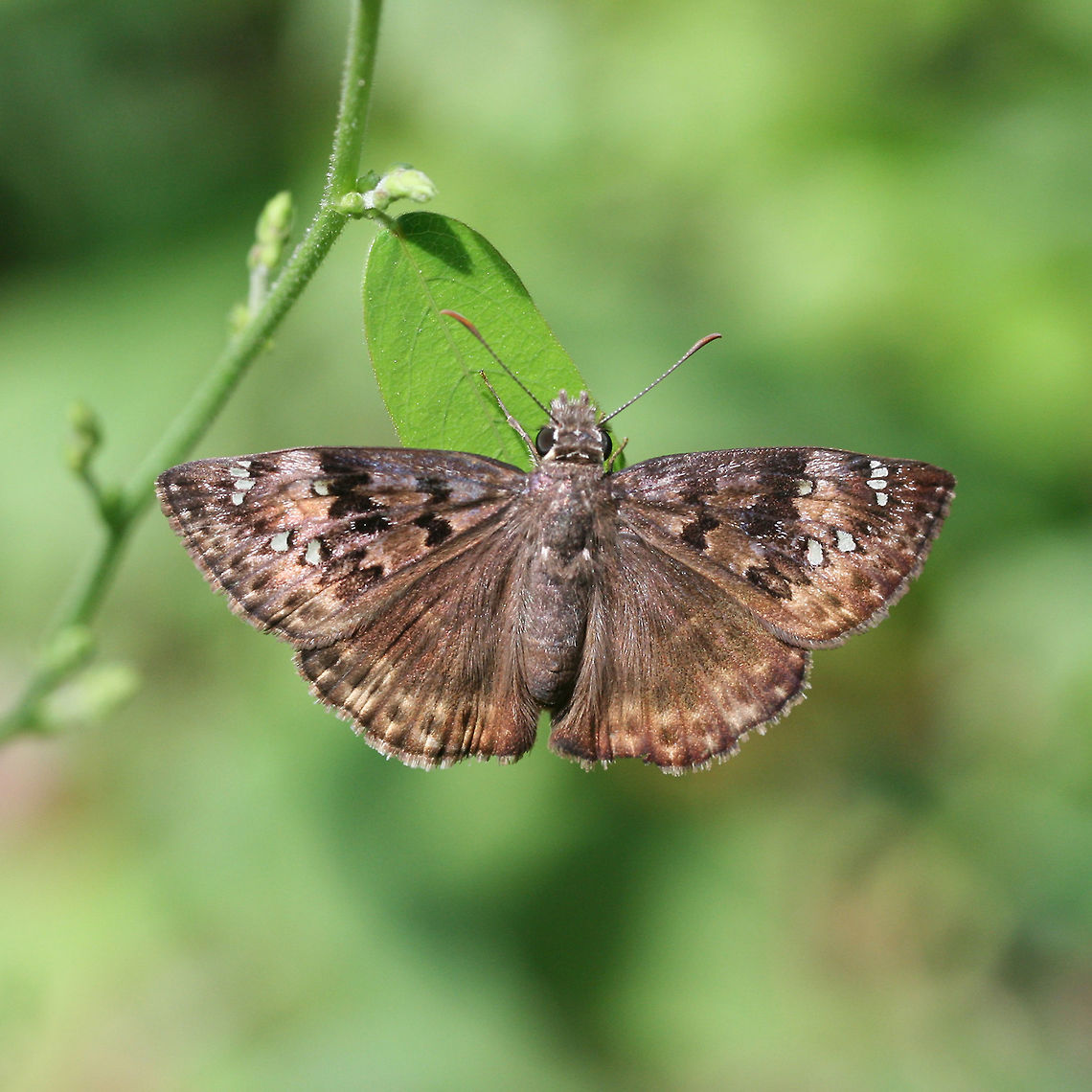 Horace's Duskywing (Erynnis horatius) 40 mm light brown Hesperiid butterfly with contrasting bands and transparent (white) spots.  Habitat:  Meadowy clearing at the edge of dense mixed hardwood forest. Erynnis horatius,Geotagged,Horaces duskywing,Summer,United States,butterflies,butterfly,hesperiid,hesperiidae,skipper