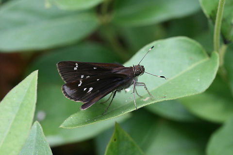 Clouded Skipper (Lerema accius) - Female Skipper butterfly with dark brown wings with transparent spots. Resting on foliage in a back yard habitat in Gordon County, GA. Geotagged,Lerema accius,Summer,United States,butterflies,butterfly,hesperiid,hesperiidae,skipper
