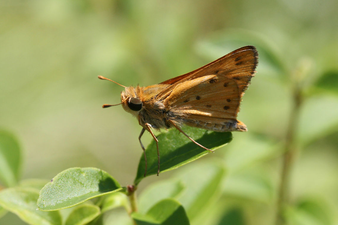 Fiery Skipper (Hylephila phyleus) Pale orange skipper butterfly with brown to black spots on wings. On foliage in a backyard habitat in NW Georgia (Gordon County), US.<br />
 Fiery Skipper,Geotagged,Hylephila phyleus,Summer,United States,butterflies,butterfly,hesperiid,hesperiidae,skipper