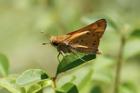 Fiery Skipper (Hylephila phyleus) Pale orange skipper butterfly with brown to black spots on wings. On foliage in a backyard habitat in NW Georgia (Gordon County), US.
 Fiery Skipper,Geotagged,Hylephila phyleus,Summer,United States,butterflies,butterfly,hesperiid,hesperiidae,skipper