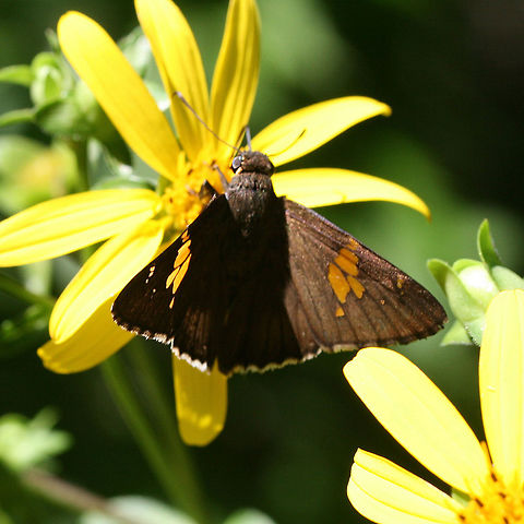 Silver-spotted Skipper (Epargyreus clarus) Nectaring on flowers at the edge of a dense mixed hardwood/coniferous forest in NW Georgia (Gordon County), US. Epargyreus clarus,Geotagged,Silver-spotted Skipper,Summer,United States,butterflies,butterfly,hesperiid,hesperiidae,skipper