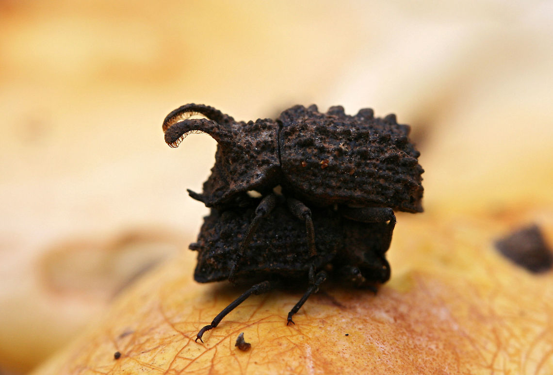 Forked Fungus Beetle (Bolitotherus cornutus) - Courting On Ganoderma curtisii (Golden Reishi) by an old rotted Willow Oak in a backyard habitat.<br />
<br />
Bolitotherus cornutus is darkling beetle which feeds on species of Ganoderma (Reishi) fungi. This species exhibits sexual dimorphism; males have a pair of prominent forward-facing horns on the thorax. Note the tiny cephalic horns (on the head)! <br />
<br />
B. cornutus has an interesting mating ritual which is performed upon the host fungus. The male grips the elytra of the female, placing his thorax over the end of her abdomen. This puts him in an opposing position to the female (seen in the photos). This courting behavior lasts for several hours and is followed by the reversal of positions and the alignment of abdomens for successful copulation. This act must be fully consensual as the female has thick plates on her back which must be voluntarily opened to allow for the transfer of the spermatophore.<br />
<br />
Side note: The hairy thoracic horns are used in pushing around other males whilst competing for mates and territories. <br />
<br />
<figure class="photo"><a href="https://www.jungledragon.com/image/60813/forked_fungus_beetle_bolitotherus_cornutus.html" title="Forked Fungus Beetle (Bolitotherus cornutus)"><img src="https://s3.amazonaws.com/media.jungledragon.com/images/3231/60813_thumb.jpg?AWSAccessKeyId=05GMT0V3GWVNE7GGM1R2&Expires=1767225610&Signature=kscsJ09N%2BkvGjtD4HFfgoifL%2Fx8%3D" width="200" height="134" alt="Forked Fungus Beetle (Bolitotherus cornutus) On Ganoderma curtisii (Golden Reishi) by an old rotted Willow Oak in a backyard habitat.<br />
<br />
Bolitotherus cornutus is darkling beetle which feeds on species of Ganoderma (Reishi) fungi. This species exhibits sexual dimorphism; males have a pair of prominent forward-facing horns.<br />
<br />
B. cornutus has an interesting mating ritual which is performed upon the host fungus. The male grips the elytra of the female, placing his thorax over the end of her abdomen, placing him in an opposing position to the female (seen in the photos). This courting behavior lasts for several hours and is followed by the reversal of positions and the alignment of abdomens for successful copulation.<br />
<br />
https://www.jungledragon.com/image/60812/forked_fungus_beetle_bolitotherus_cornutus.html<br />
https://www.jungledragon.com/image/60814/forked_fungus_beetle_bolitotherus_cornutus.html Bolitotherus cornutus,Forked fungus beetle,Geotagged,Spring,United States" /></a></figure><br />
<figure class="photo"><a href="https://www.jungledragon.com/image/60814/forked_fungus_beetle_bolitotherus_cornutus.html" title="Forked Fungus Beetle (Bolitotherus cornutus)"><img src="https://s3.amazonaws.com/media.jungledragon.com/images/3231/60814_thumb.jpg?AWSAccessKeyId=05GMT0V3GWVNE7GGM1R2&Expires=1767225610&Signature=Ce7JkNw5Mb5YnnAddscygc2B5Og%3D" width="200" height="132" alt="Forked Fungus Beetle (Bolitotherus cornutus) On Ganoderma curtisii (Golden Reishi) by an old rotted Willow Oak in a backyard habitat.<br />
<br />
Bolitotherus cornutus is darkling beetle which feeds on species of Ganoderma (Reishi) fungi. This species exhibits sexual dimorphism; males have a pair of prominent forward-facing horns.<br />
<br />
B. cornutus has an interesting mating ritual which is performed upon the host fungus. The male grips the elytra of the female, placing his thorax over the end of her abdomen. This puts him in an opposing position to the female (seen in the photos). This courting behavior lasts for several hours and is followed by the reversal of positions and the alignment of abdomens for successful copulation.<br />
<br />
https://www.jungledragon.com/image/60812/forked_fungus_beetle_bolitotherus_cornutus.html<br />
https://www.jungledragon.com/image/60813/forked_fungus_beetle_bolitotherus_cornutus.html Bolitotherus cornutus,Forked fungus beetle,Geotagged,Spring,United States" /></a></figure> Bolitotherus cornutus,Forked fungus beetle,Geotagged,Spring,United States,beetle,beetles,coleoptera,coleopteran,coleopterans,darkling beetle,darkling beetles