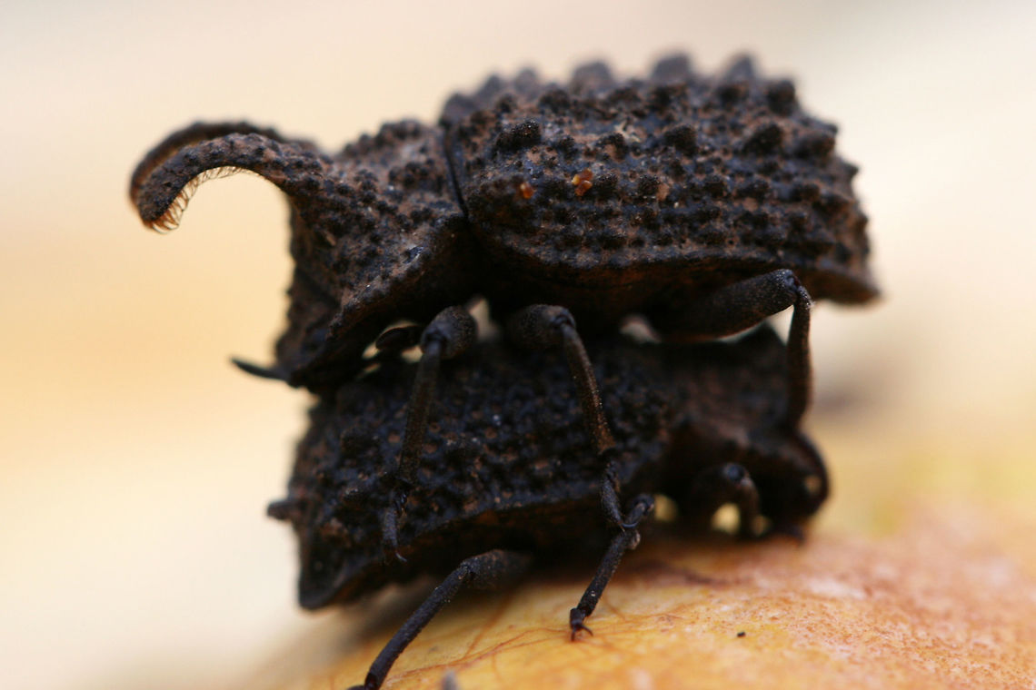 Forked Fungus Beetle (Bolitotherus cornutus) On Ganoderma curtisii (Golden Reishi) by an old rotted Willow Oak in a backyard habitat.<br />
<br />
Bolitotherus cornutus is darkling beetle which feeds on species of Ganoderma (Reishi) fungi. This species exhibits sexual dimorphism; males have a pair of prominent forward-facing horns.<br />
<br />
B. cornutus has an interesting mating ritual which is performed upon the host fungus. The male grips the elytra of the female, placing his thorax over the end of her abdomen, placing him in an opposing position to the female (seen in the photos). This courting behavior lasts for several hours and is followed by the reversal of positions and the alignment of abdomens for successful copulation.<br />
<br />
<figure class="photo"><a href="https://www.jungledragon.com/image/60812/forked_fungus_beetle_bolitotherus_cornutus_-_courting.html" title="Forked Fungus Beetle (Bolitotherus cornutus) - Courting"><img src="https://s3.amazonaws.com/media.jungledragon.com/images/3231/60812_thumb.jpg?AWSAccessKeyId=05GMT0V3GWVNE7GGM1R2&Expires=1767225610&Signature=0w7PbDDr0kc7k6Wg6SfUx2pXv8E%3D" width="200" height="136" alt="Forked Fungus Beetle (Bolitotherus cornutus) - Courting On Ganoderma curtisii (Golden Reishi) by an old rotted Willow Oak in a backyard habitat.<br />
<br />
Bolitotherus cornutus is darkling beetle which feeds on species of Ganoderma (Reishi) fungi. This species exhibits sexual dimorphism; males have a pair of prominent forward-facing horns on the thorax. Note the tiny cephalic horns (on the head)! <br />
<br />
B. cornutus has an interesting mating ritual which is performed upon the host fungus. The male grips the elytra of the female, placing his thorax over the end of her abdomen. This puts him in an opposing position to the female (seen in the photos). This courting behavior lasts for several hours and is followed by the reversal of positions and the alignment of abdomens for successful copulation. This act must be fully consensual as the female has thick plates on her back which must be voluntarily opened to allow for the transfer of the spermatophore.<br />
<br />
Side note: The hairy thoracic horns are used in pushing around other males whilst competing for mates and territories. <br />
<br />
https://www.jungledragon.com/image/60813/forked_fungus_beetle_bolitotherus_cornutus.html<br />
https://www.jungledragon.com/image/60814/forked_fungus_beetle_bolitotherus_cornutus.html Bolitotherus cornutus,Forked fungus beetle,Geotagged,Spring,United States,beetle,beetles,coleoptera,coleopteran,coleopterans,darkling beetle,darkling beetles" /></a></figure><br />
<figure class="photo"><a href="https://www.jungledragon.com/image/60814/forked_fungus_beetle_bolitotherus_cornutus.html" title="Forked Fungus Beetle (Bolitotherus cornutus)"><img src="https://s3.amazonaws.com/media.jungledragon.com/images/3231/60814_thumb.jpg?AWSAccessKeyId=05GMT0V3GWVNE7GGM1R2&Expires=1767225610&Signature=Ce7JkNw5Mb5YnnAddscygc2B5Og%3D" width="200" height="132" alt="Forked Fungus Beetle (Bolitotherus cornutus) On Ganoderma curtisii (Golden Reishi) by an old rotted Willow Oak in a backyard habitat.<br />
<br />
Bolitotherus cornutus is darkling beetle which feeds on species of Ganoderma (Reishi) fungi. This species exhibits sexual dimorphism; males have a pair of prominent forward-facing horns.<br />
<br />
B. cornutus has an interesting mating ritual which is performed upon the host fungus. The male grips the elytra of the female, placing his thorax over the end of her abdomen. This puts him in an opposing position to the female (seen in the photos). This courting behavior lasts for several hours and is followed by the reversal of positions and the alignment of abdomens for successful copulation.<br />
<br />
https://www.jungledragon.com/image/60812/forked_fungus_beetle_bolitotherus_cornutus.html<br />
https://www.jungledragon.com/image/60813/forked_fungus_beetle_bolitotherus_cornutus.html Bolitotherus cornutus,Forked fungus beetle,Geotagged,Spring,United States" /></a></figure> Bolitotherus cornutus,Forked fungus beetle,Geotagged,Spring,United States