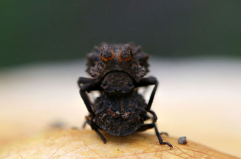 Forked Fungus Beetle (Bolitotherus cornutus) On Ganoderma curtisii (Golden Reishi) by an old rotted Willow Oak in a backyard habitat.

Bolitotherus cornutus is darkling beetle which feeds on species of Ganoderma (Reishi) fungi. This species exhibits sexual dimorphism; males have a pair of prominent forward-facing horns.

B. cornutus has an interesting mating ritual which is performed upon the host fungus. The male grips the elytra of the female, placing his thorax over the end of her abdomen. This puts him in an opposing position to the female (seen in the photos). This courting behavior lasts for several hours and is followed by the reversal of positions and the alignment of abdomens for successful copulation.

https://www.jungledragon.com/image/60812/forked_fungus_beetle_bolitotherus_cornutus.html
https://www.jungledragon.com/image/60813/forked_fungus_beetle_bolitotherus_cornutus.html Bolitotherus cornutus,Forked fungus beetle,Geotagged,Spring,United States